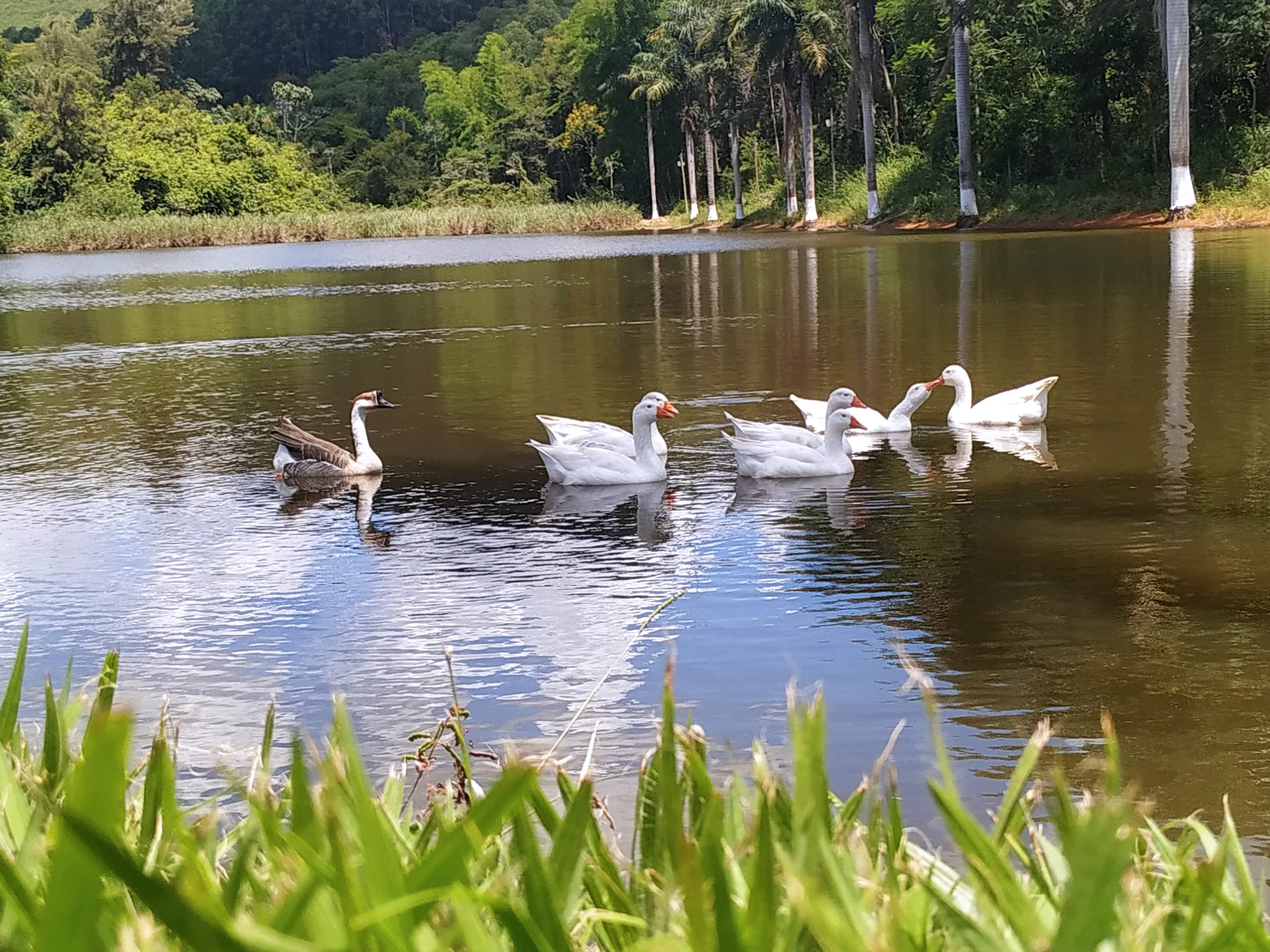 Passeio dos Gansos