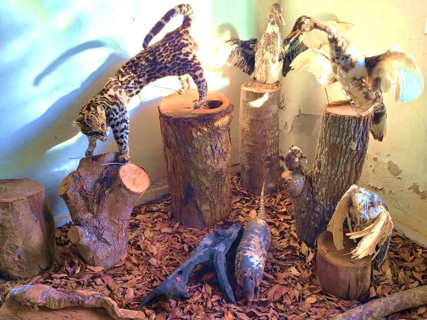 Espécimes taxidermizados do Museu de Zoologia