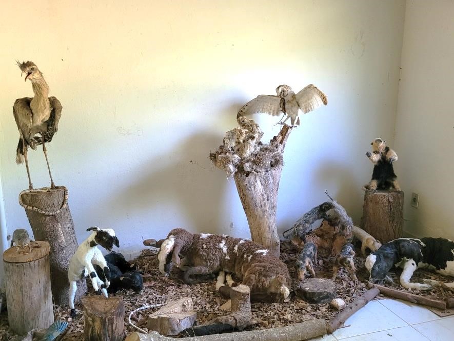 Espécimes taxidermizados do Museu de Zoologia
