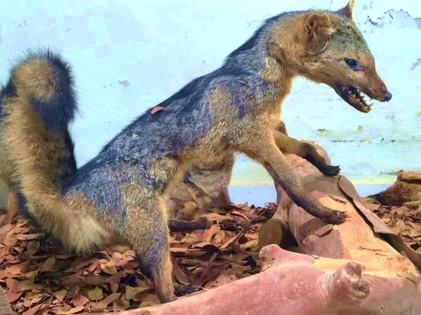 visita museu zoologia3