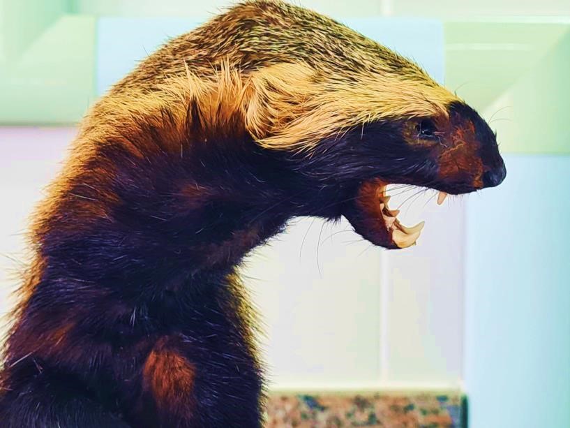 visita museu zoologia4