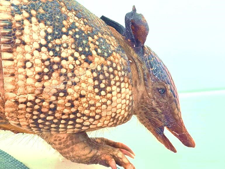 visita museu zoologia5