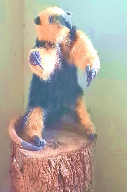 Museu de Zoologia recebe visita de estudantes do município de Paulistas