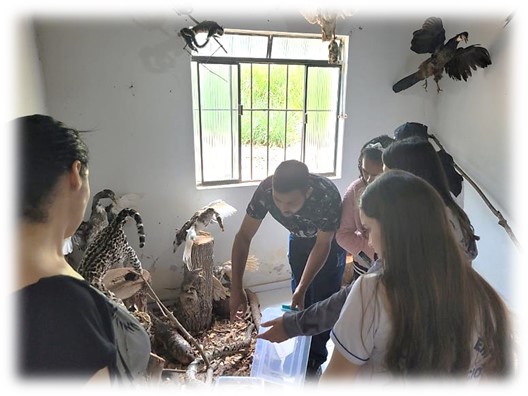museu coluna 5