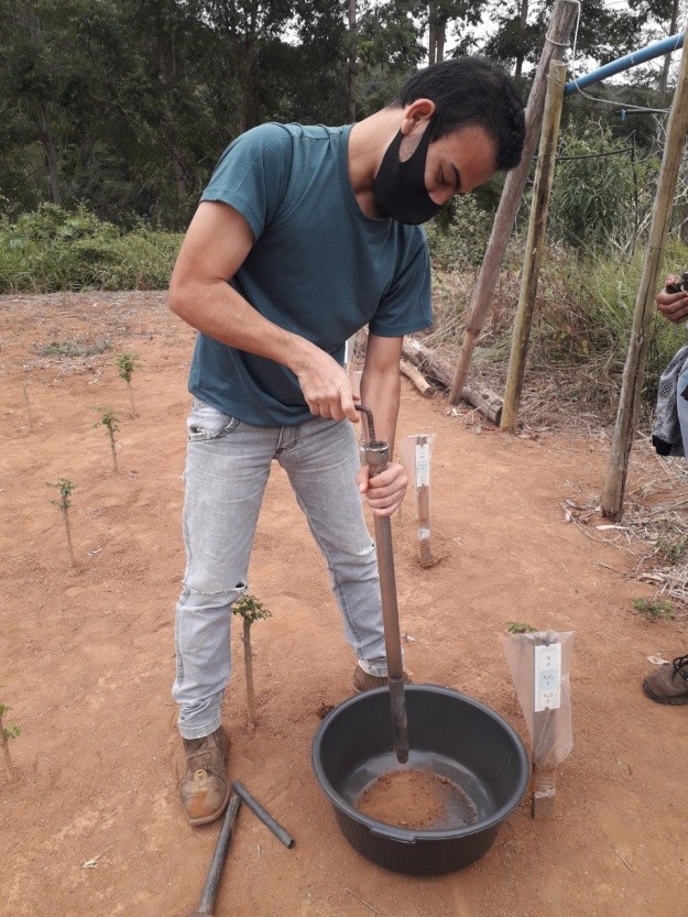 moringa 2