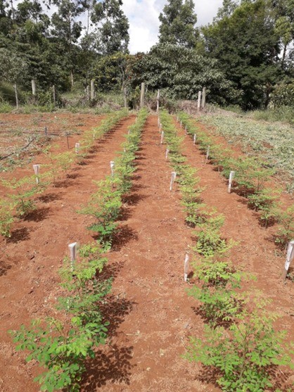 moringa 3