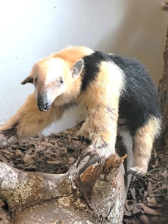zoo2