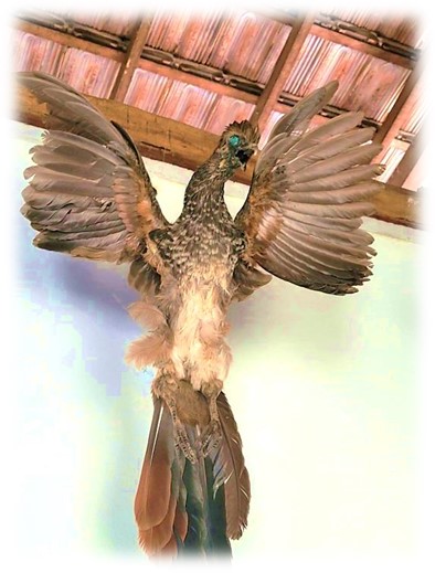 Imagem13