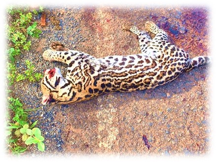 Imagem4