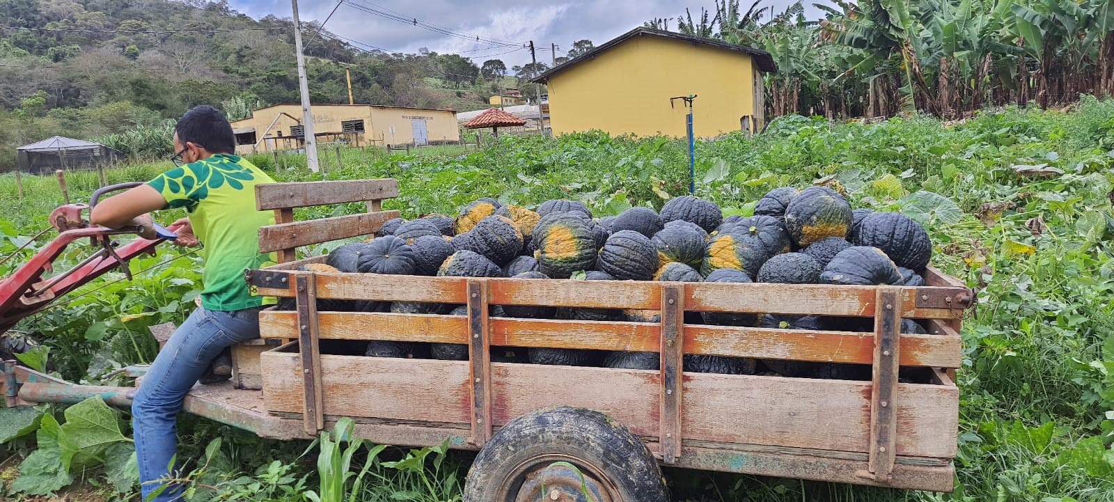 alimentos organicos2